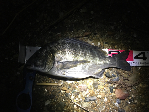 クロダイの釣果