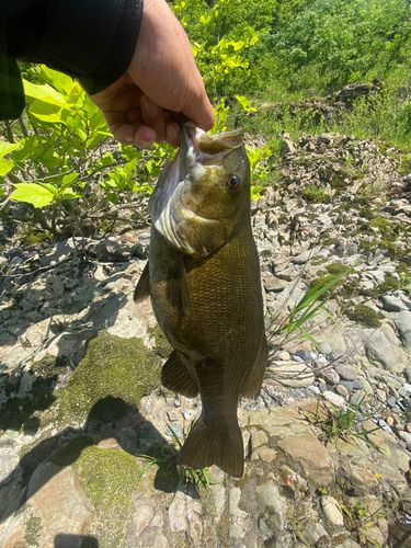 スモールマウスバスの釣果