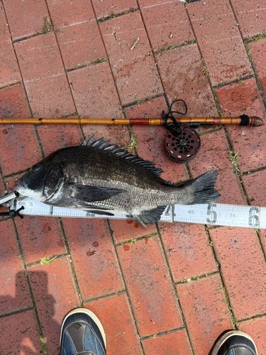 クロダイの釣果