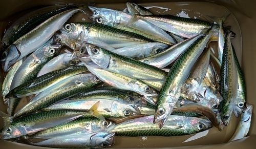 サバの釣果