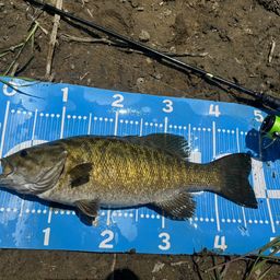 スモールマウスバス