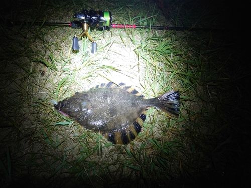 ヌマガレイの釣果