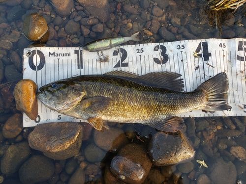 スモールマウスバスの釣果