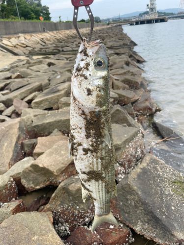ボラの釣果