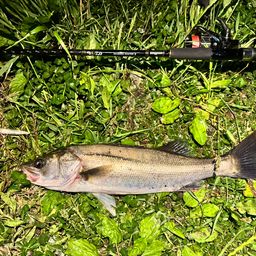 セイゴ（マルスズキ）