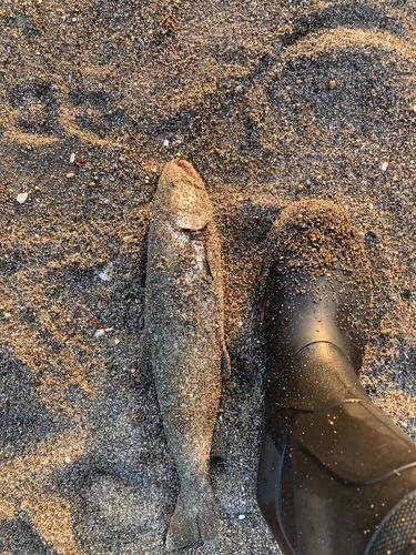 アメマス