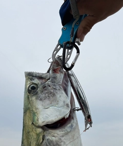 サワラの釣果