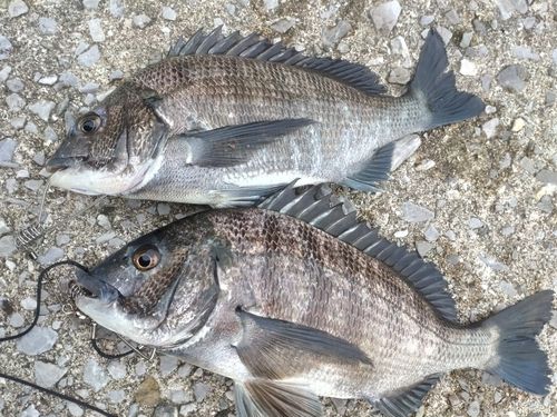 チヌの釣果