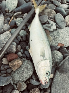 ワカシの釣果