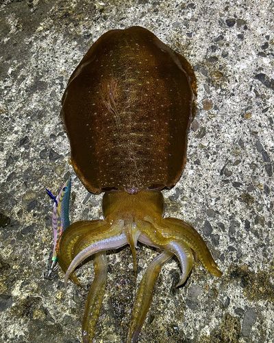 アオリイカの釣果
