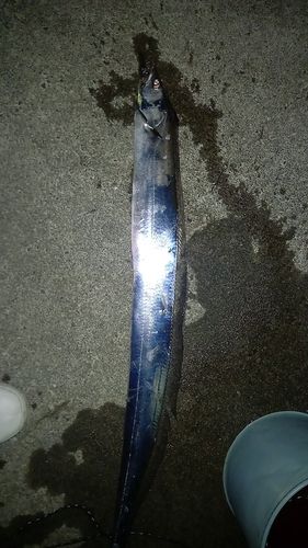 タチウオの釣果
