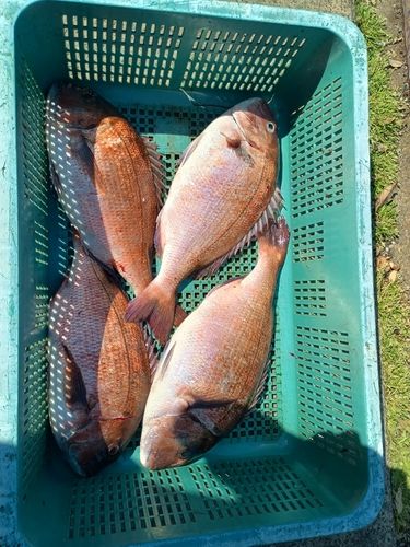 マダイの釣果
