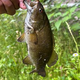 スモールマウスバス