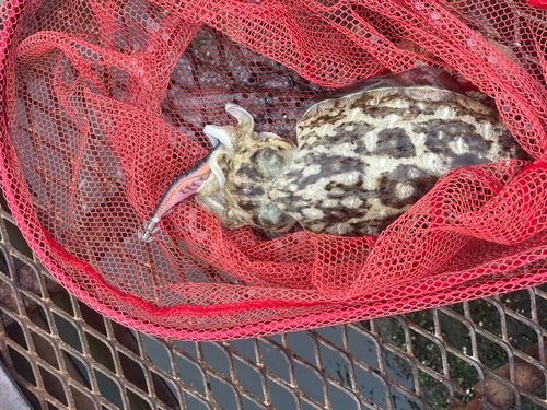 カミナリイカの釣果