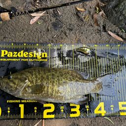 スモールマウスバス