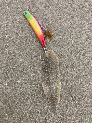 シタビラメの釣果