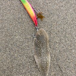 シタビラメ