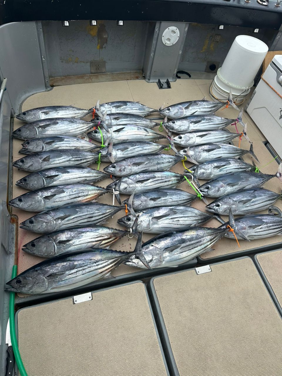 Yukiya.Tamuraさんの釣果 2枚目の画像