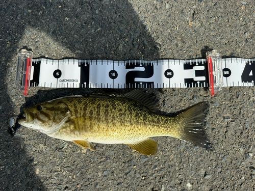 スモールマウスバス