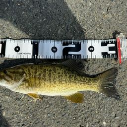 スモールマウスバス