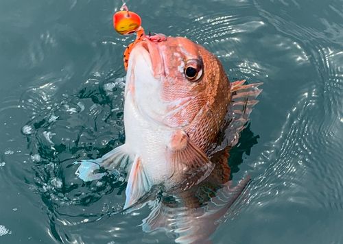 マダイの釣果