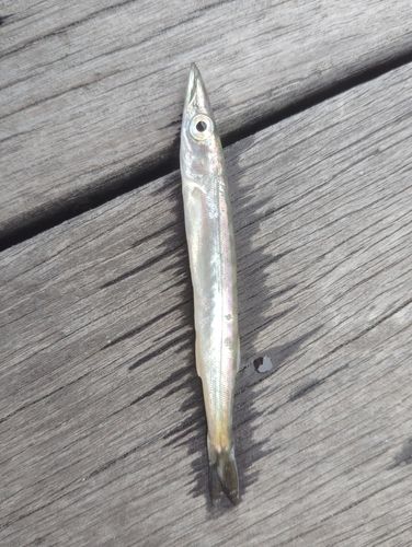 カマスの釣果