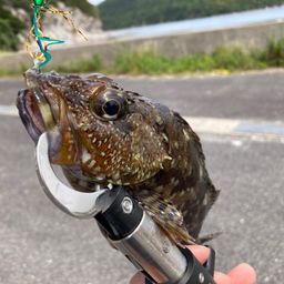 カサゴ