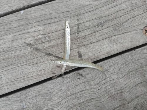 カマスの釣果