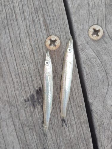 カマスの釣果