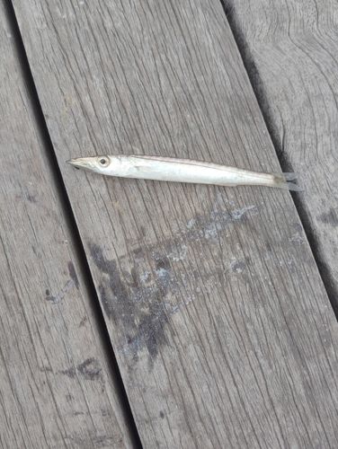 カマスの釣果