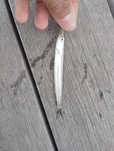 カマスの釣果