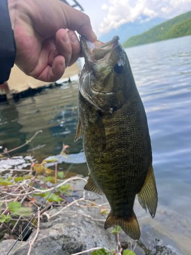 釣果