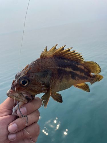 シマソイの釣果