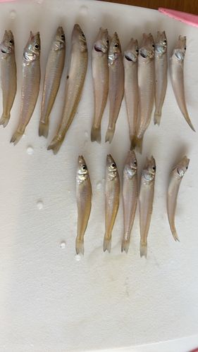 キスの釣果