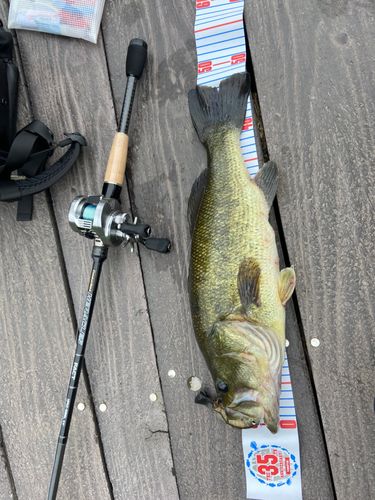 ブラックバスの釣果