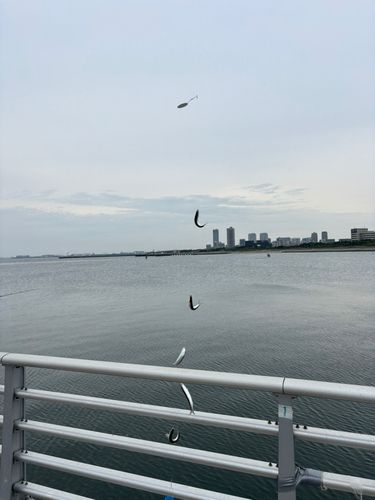 カタクチイワシの釣果