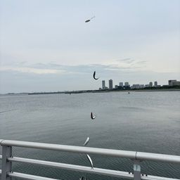 カタクチイワシ