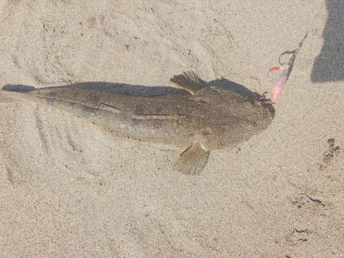 マゴチの釣果