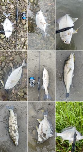 メッキの釣果