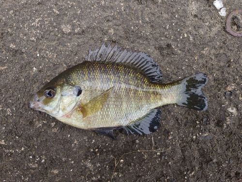 ブルーギルの釣果