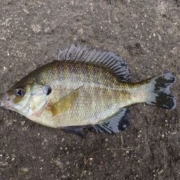 ブルーギル