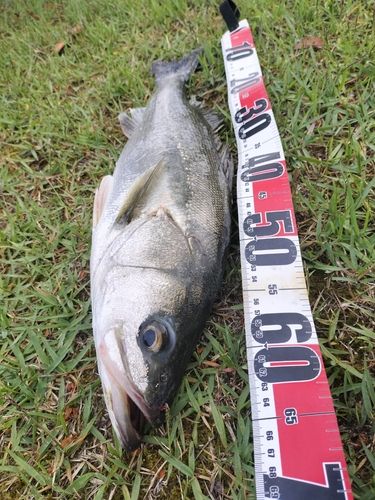 セイゴ（マルスズキ）の釣果