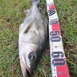 セイゴ（マルスズキ）