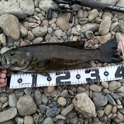 スモールマウスバス