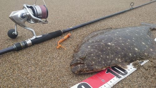 ヒラメの釣果