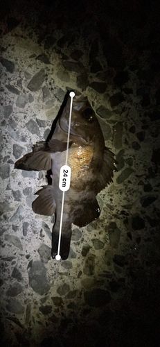 シロメバルの釣果