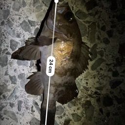 シロメバル