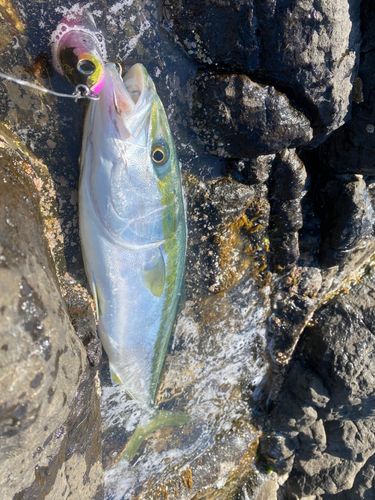 イナダの釣果