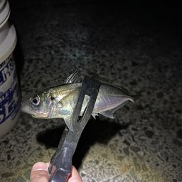 アジ
