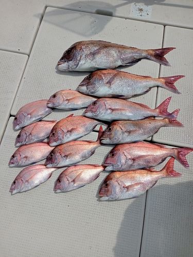 マダイの釣果